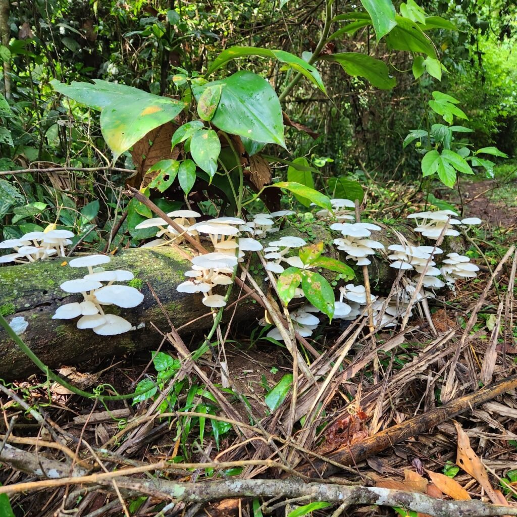 White fungus growing on dead bark of tree e