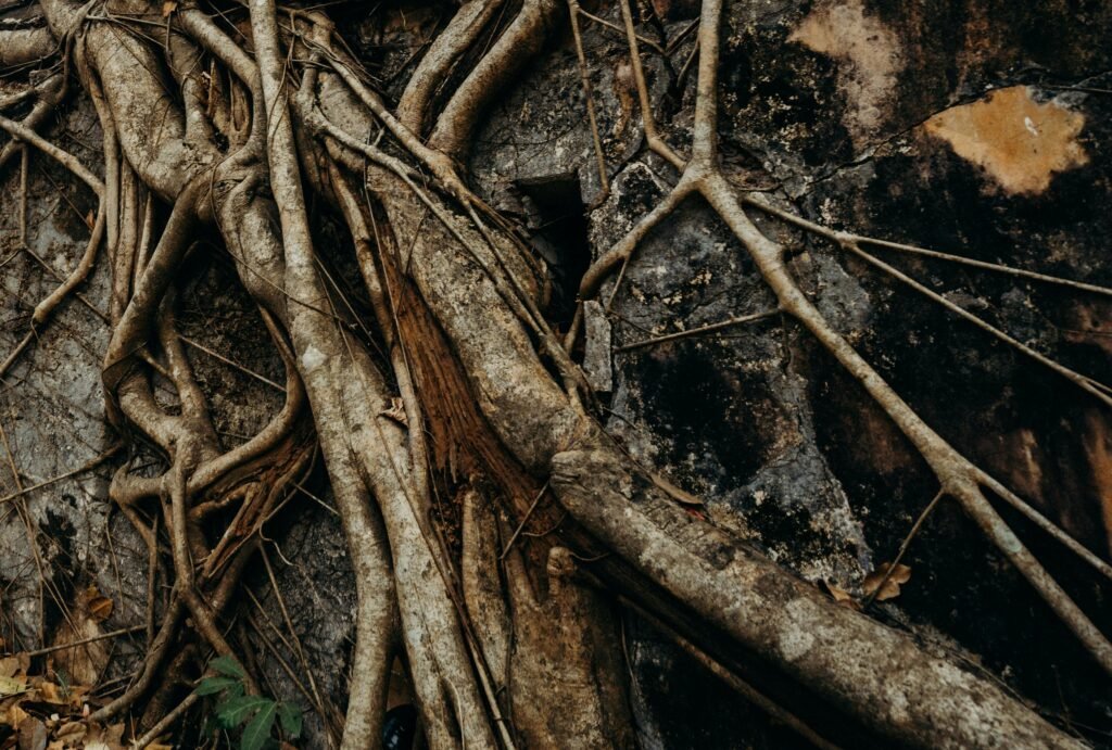 Detailed view of twisted roots on a tree in a jungle setting, showcasing natural textures.